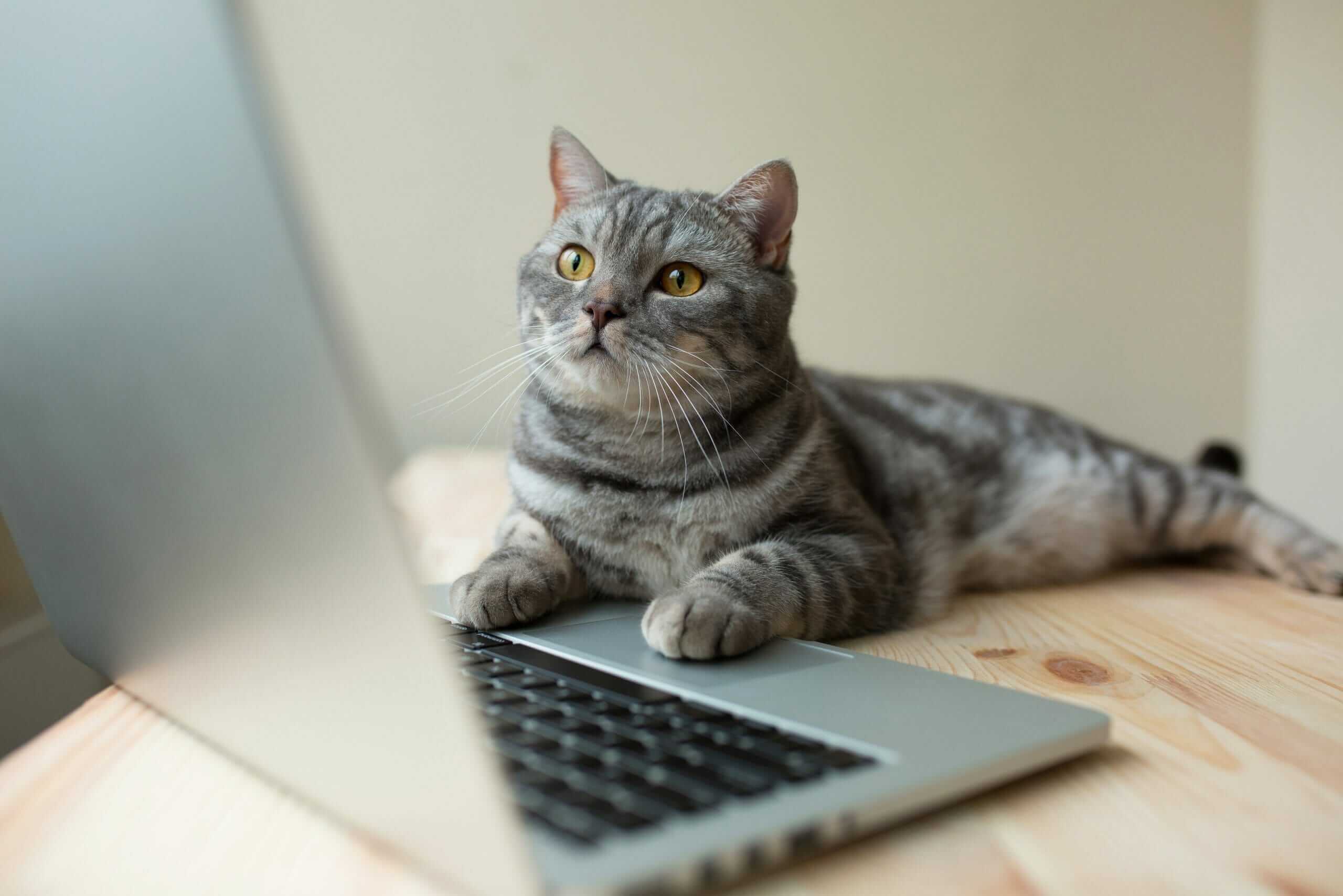 Cat Sitting with Laptop Header Image