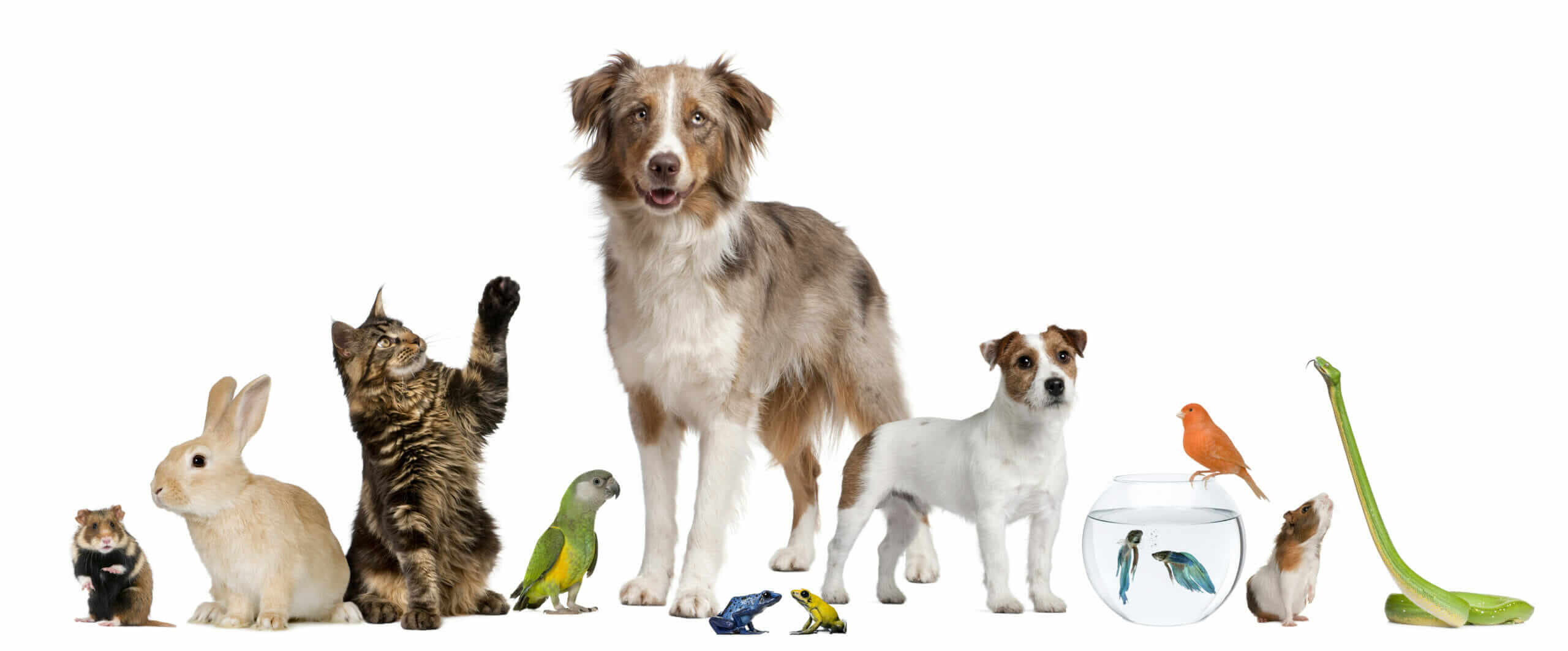 Pet Care Header Image