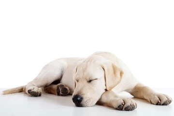 A yellow lab is sound asleep in a quiet environment.