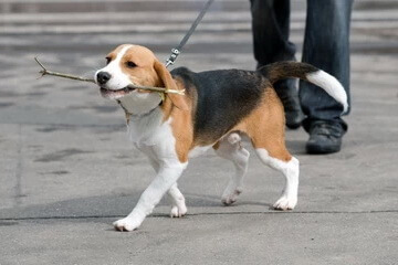 A Beagle is walking on leash, playfully carrying a stick